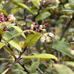 Gaultheria paniculata
