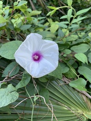 Ipomoea pandurata