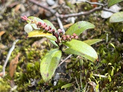 Gaultheria paniculata
