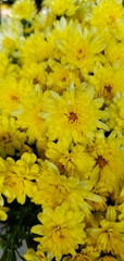 Chrysanthemum morifolium