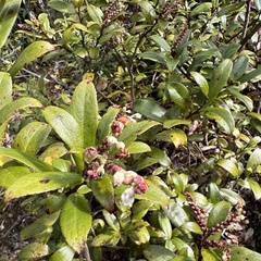 Gaultheria paniculata