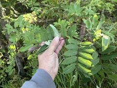 Sorbus decora