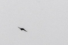 Pygochelidon cyanoleuca