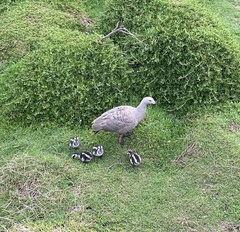 Cereopsis novaehollandiae