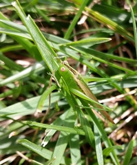 Conocephalus fasciatus