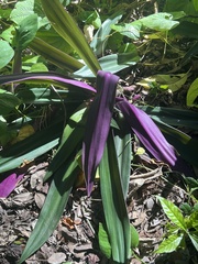 Tradescantia spathacea