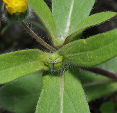 Melampodium longipilum