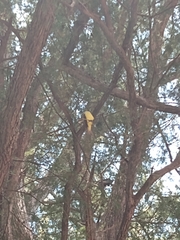 Tyrannidae