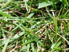 Conocephalus fasciatus