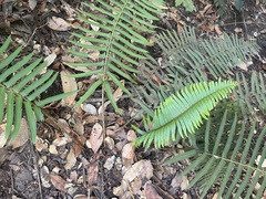 Polystichum munitum