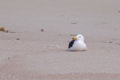 Larus pacificus