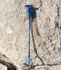 Argia funebris