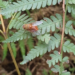 Calliphora ochracea