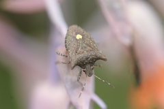 Carpocorini