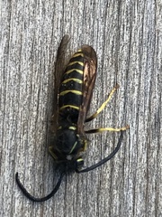 Dolichovespula norvegicoides