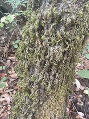 Dendroalsia abietina