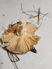 Russula amerorecondita