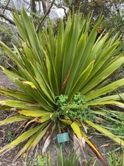 Doryanthes palmeri