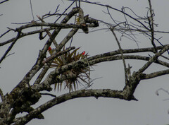 Guzmania monostachia