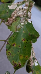 Cercospora moricola