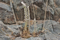 Orostachys thyrsiflora