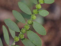 Phyllanthus debilis
