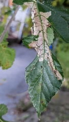 Cercospora moricola