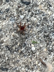 Dysdera crocata