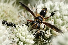 Trichopoda plumipes