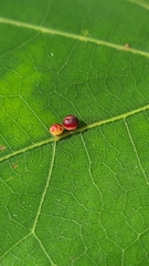 Zopheroteras sphaerula