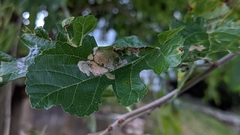 Cercospora moricola