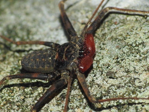 Paraphrynus pococki