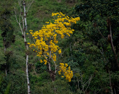 Roseodendron donnell-smithii