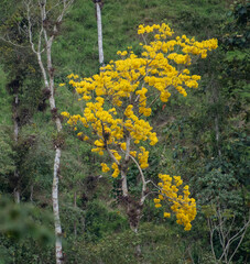 Roseodendron donnell-smithii