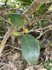 Ficus tinctoria