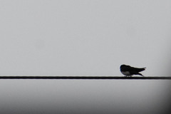 Pygochelidon cyanoleuca