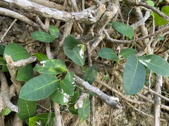 Ficus tinctoria
