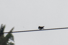 Pygochelidon cyanoleuca