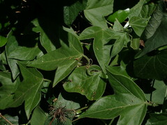 Passiflora suberosa