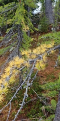 Larix lyallii