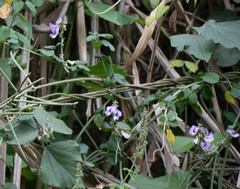 Neustanthus phaseoloides