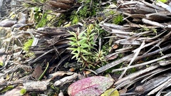 Leucopogon fasciculatus