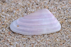 Tellinoidea