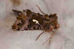 Autographa corusca