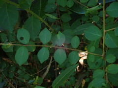 Lagerstroemia subcostata