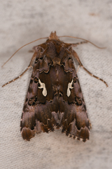 Autographa corusca