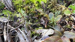 Leucopogon fasciculatus