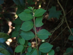 Lagerstroemia subcostata
