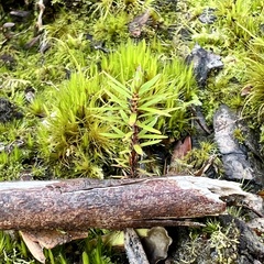 Leucopogon fasciculatus