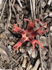 Clathrus archeri